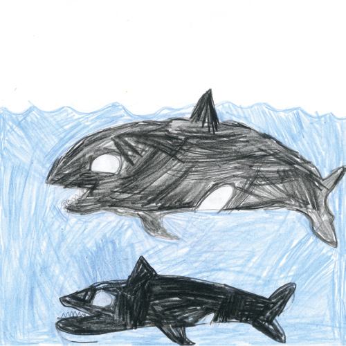 シャチのおや子