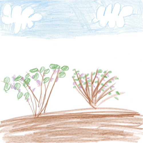 ブルーベリー狩り