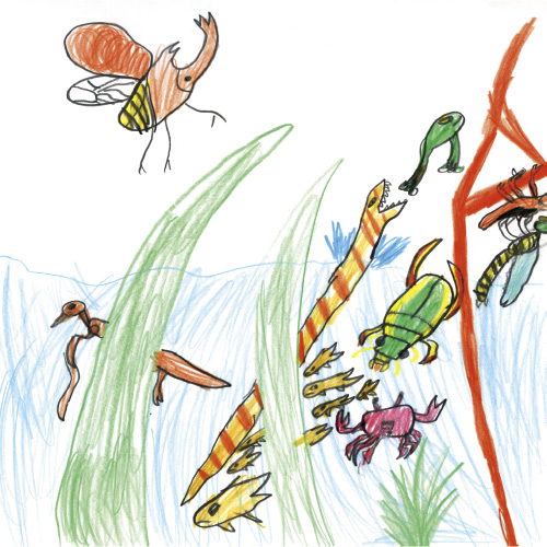 森の川の生き物