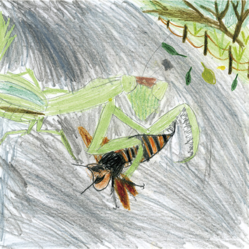 オオカマキリVSオオスズメバチ